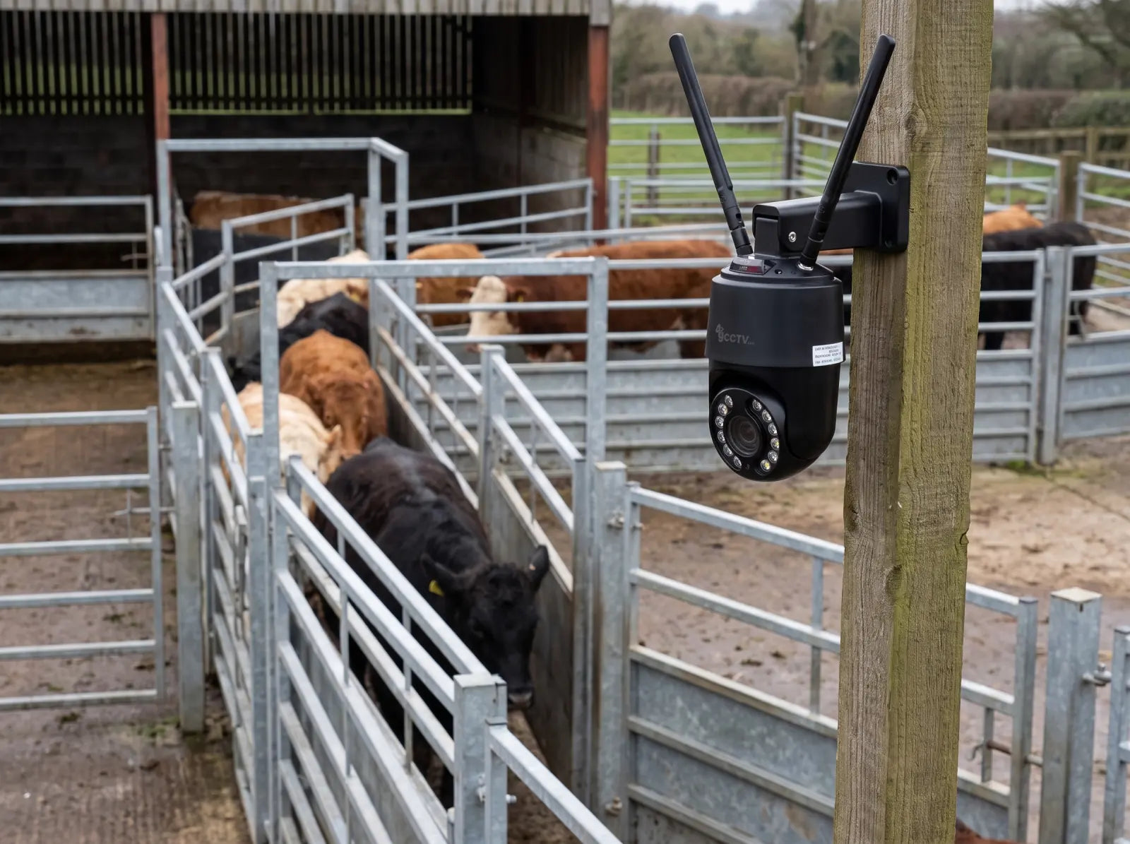Mini PTZ camera overlooking a cattle handling race